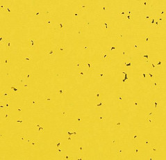 Линолеум Forbo Sphera Energetic 50201 yellow фото 1 | FLOORDEALER